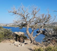 Juniperus macrocarpa