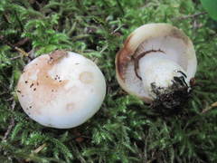 Russula crassotunicata