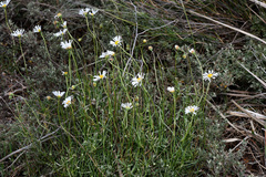 Brachyscome dentata