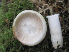 Russula crassotunicata
