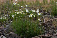 Brachyscome dentata
