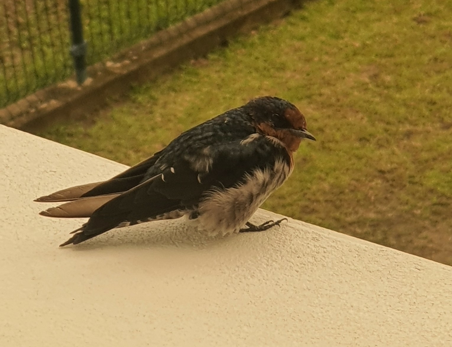 Pacific Swallow