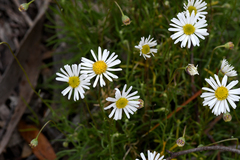Brachyscome dentata