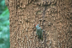 Chloropicus fuscescens