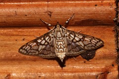 Sinomphisa