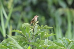 Euplectes hordeaceus