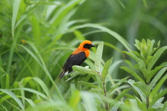 Euplectes hordeaceus