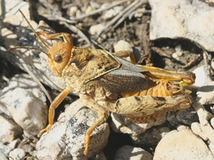 Prionotropis azami