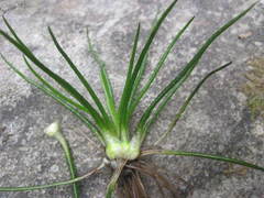 Isoetes echinospora