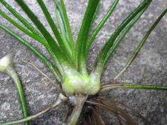 Isoetes echinospora