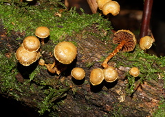 Pholiota squarrosipes