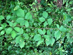 Rubus bartonii