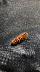 Acronicta rumicis