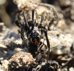 Latrodectus indistinctus