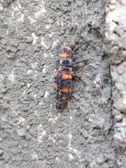 Coccinellidae