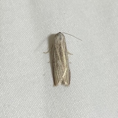 Prionopterina grammatistis