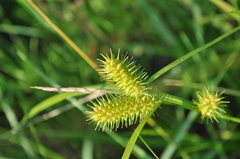 Carex