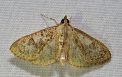 Palpita freemanalis