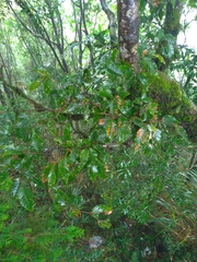 Fagus hayatae