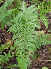 Dryopteris fuscipes
