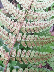 Dryopteris fuscipes