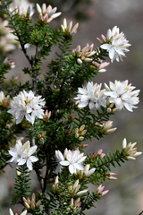 Calytrix alpestris