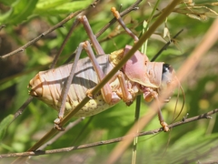 Ephippiger provincialis