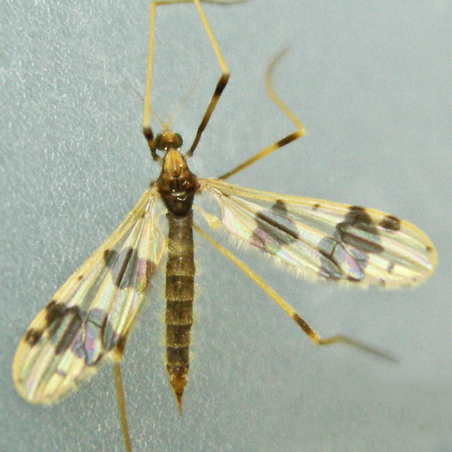 Ilisia venusta