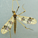 Erioptera - Photo (c) Bill Keim, alguns direitos reservados (CC BY)