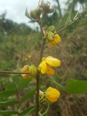 Senna occidentalis