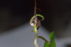 Corybas vitreus