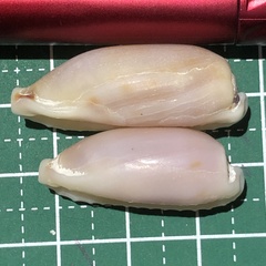 Erronea cylindrica