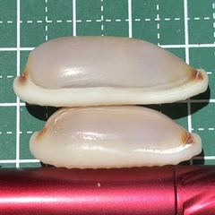 Erronea cylindrica