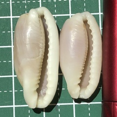 Erronea cylindrica