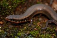 Panaspis maculicollis