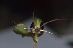 Corybas vitreus
