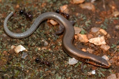 Panaspis maculicollis