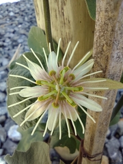 Passiflora capsularis