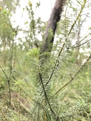 Pultenaea rosmarinifolia