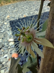 Passiflora capsularis