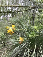 Pultenaea rosmarinifolia