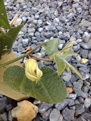 Passiflora capsularis