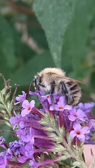 Bombus