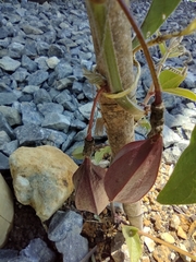 Passiflora capsularis