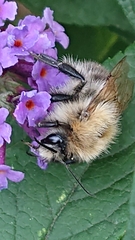 Bombus