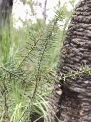 Pultenaea rosmarinifolia