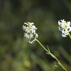 Stackhousia aspericocca
