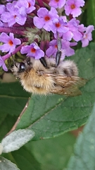 Bombus