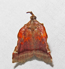 Clydonopteron sacculana