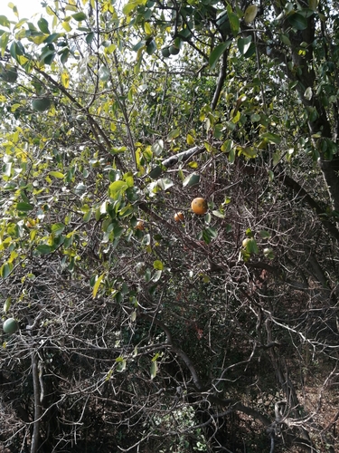Strychnos gerrardii (Strychnos gerrardii)